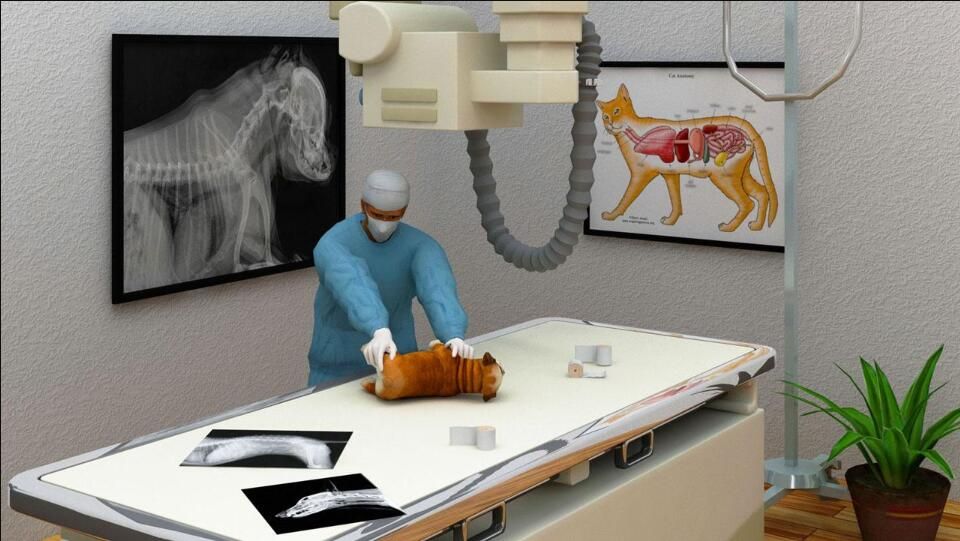 宠物医生模拟器游戏安卓版下载图片2