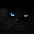 抖音上最近很火的黑猫图片大全下载 v1.0