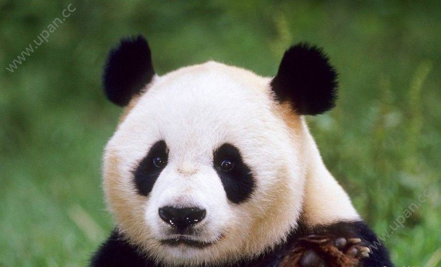 大熊猫认脸是什么？大熊猫认脸有哪些作用[多图]图片2