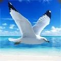 海鸥模拟器游戏中文版 v1.0.1