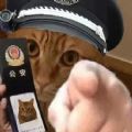 猫咪警察指人表情包