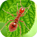 地下蚁国蚁族崛起游戏安卓版 v1.0